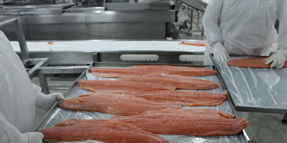 Chilean salmon JV posts 74% rise in China sales