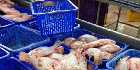 Vietnam: The world's next big tilapia producer?