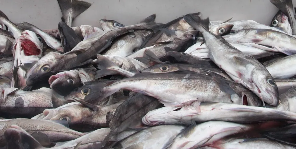 Hyse er et attraktivt fiskeslag for autolinefiskerne langs kysten. Foto: Terje Jensen