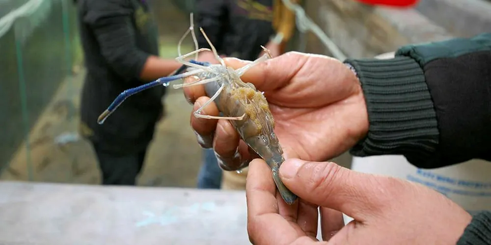 Sino Agro Food shrimp activities.