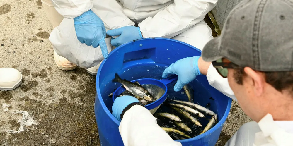BioMar launches coho salmon diet