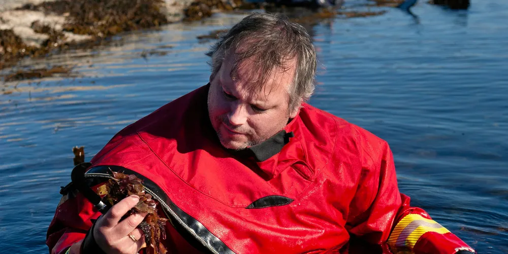 Vanligvis er det ungdommer som sanker tare i fjæra på Sotra. Men her er det Runar Trellevik, gründeren selv, som plukker tang sammen med kollega Robert i bakgrunnen.