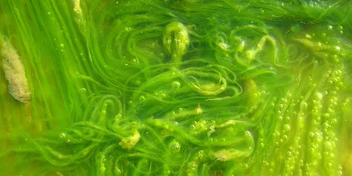 OriginOil to pursue algae-to-fuel technology with US lab