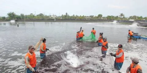 Thai farm-gate shrimp prices creeping up
