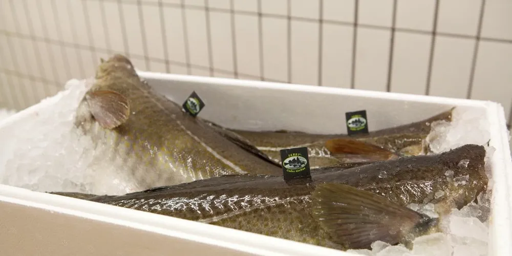 UTEN LISENS: To nye bedrifter har fått tillatelsen til å pakke torsk med skrei-merke inndratt.