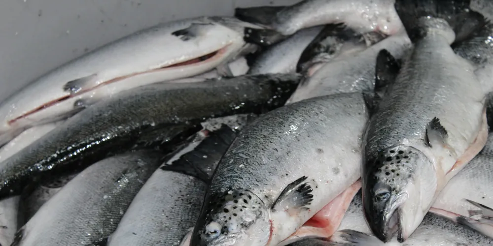 New Chilean salmon production figures change growth picture