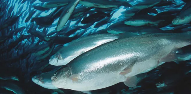 'Tight' salmon market expected in 2014