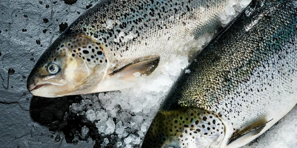 Will land-based salmon farmer Kuterra soon have a new owner?