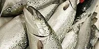 Norwegian salmon output could climb 28% by 2010