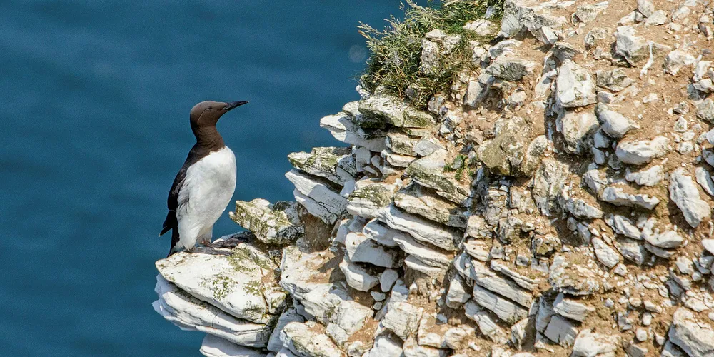The guillemot was under the spotlight at Robin Rigg.