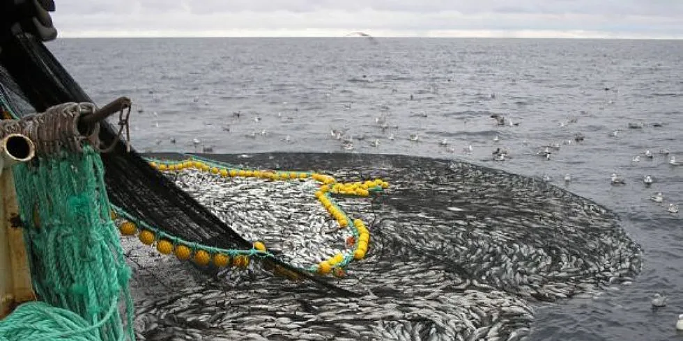 Seifiske utenfor Båtsfjord. Illustrasjonsfoto: Kai Malnes