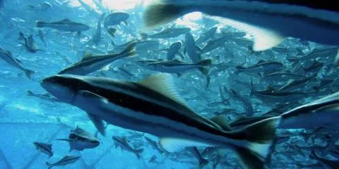 Ecuador's first offshore cobia farm delayed