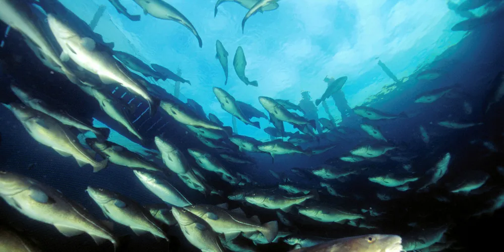 Exports of fresh, farmed cod have increased year-on-year, reaching 1,536 tons during the first six months of 2018.