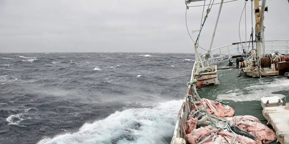 ABSURD: NOAH mener det er absurd at årets selfangst ikke avlyses.Arkivfoto: Mia Kanstad Kulseng