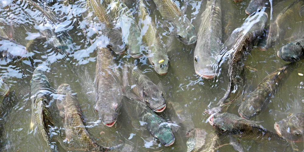 Kangamiut plans to start producing tilapia in Ghana by the end of this year.