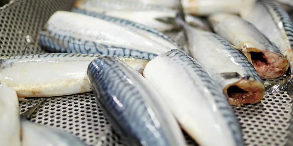 Processing mackerel.