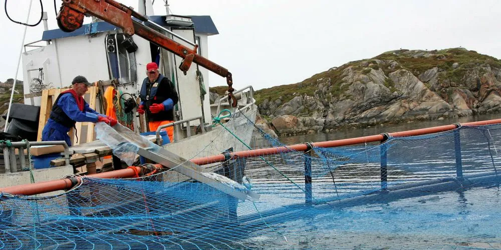 Regjeringen vil bidra til at markedet får tilgang på mer fersk torsk også utenom hovedsesongen, skriver Nærings- og fiskeridepartementet på sine hjemmesider. Her fra levendefisk-bedriften Sjøfisk på Bjarkøy. Illustrasjonsfoto: Terje Jensen