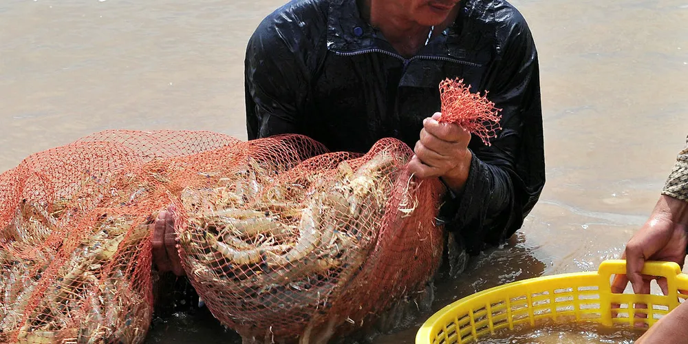 Vietnamese shrimp farmers.