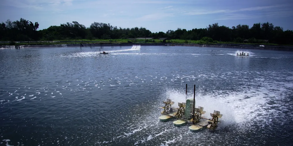 Mixed messages on Thai flooding impact on shrimp prices