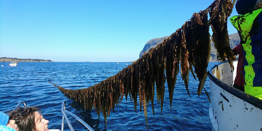 Dutch group takes stake in seaweed producer