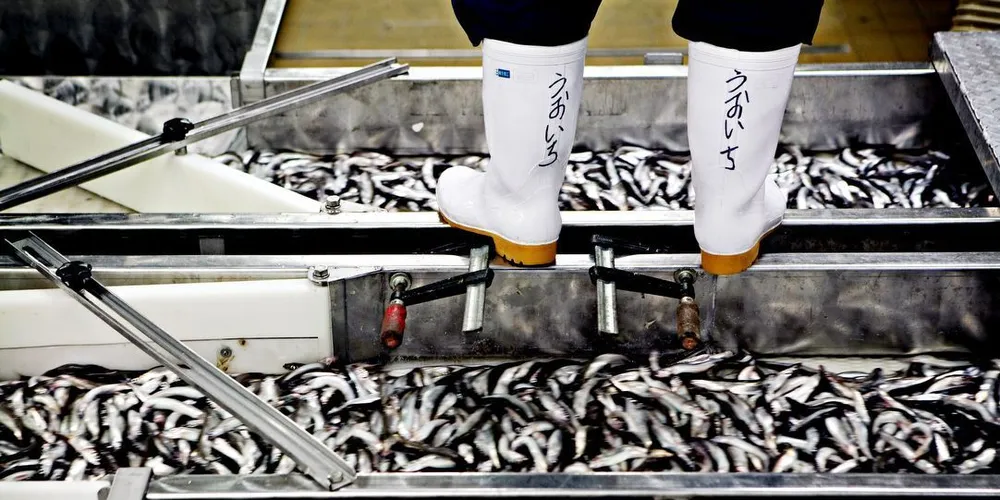 Forskerne har registrert mindre voksen lodde enn i fjor. Ill.foto: Anita Arntzen, DN.