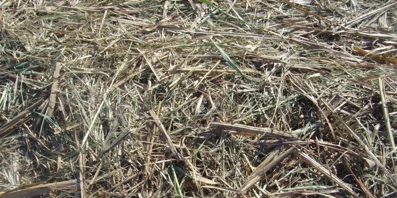 Areva bags contract for 9.9MW Thai biomass plant