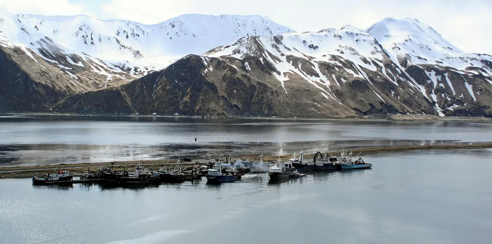 Fast-melting ice could be causing pollock to move farther north, scientists say.