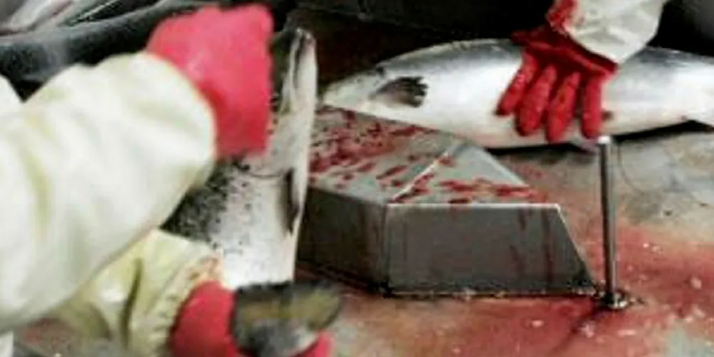 PÅLALGT UTSLAKTING: Måsøval Fiskeoppdrett er snart ferdige med den pålagte utslaktingen av 715.000 fisk på lokaliteten Kattholmen i Møre og Romsdal.