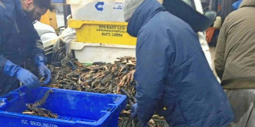 Fiskere setter ut igjen hummeren som fremdeles lever. Foto: Jamie Haxby
