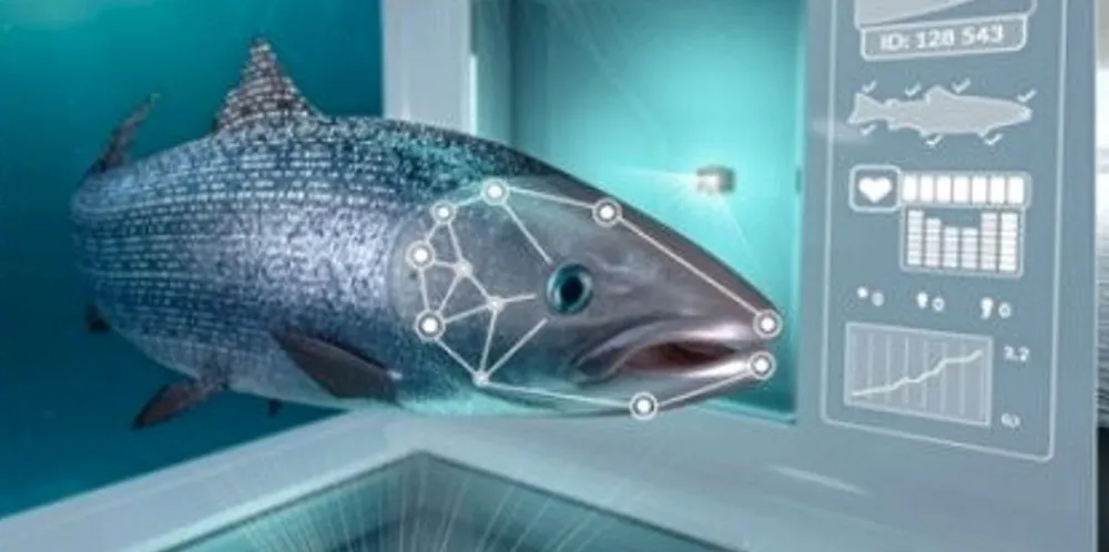Farmed salmon raised with Cermaq's iFarm are on the market.