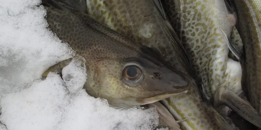 Havfisk CEO predicts 10% drop in 2017 cod quota