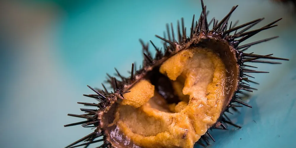 Dette er en av kråkebolle som er foret opp med norsk diett, utviklet av Nofima. Foto: Noriko Hayashi/Nyheter Asia