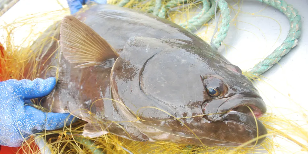 Frozen halibut demand wanes despite lower prices