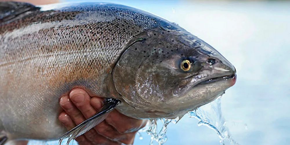 New Zealand King Salmon chinook of king salmon.