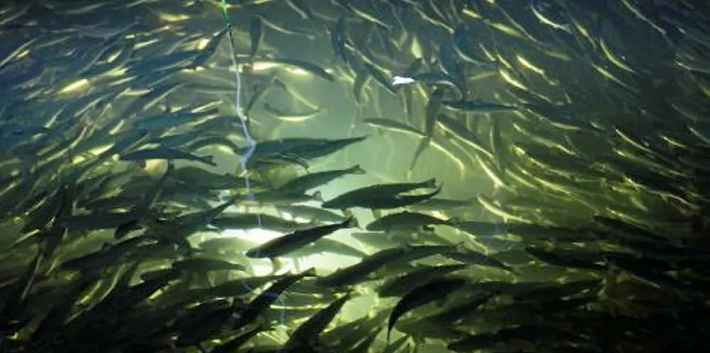 Huon salmon nursery.