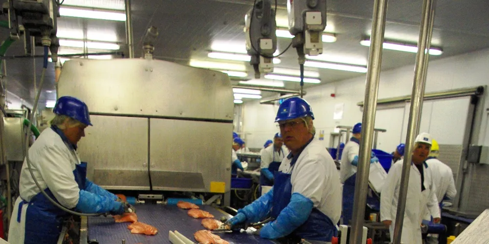 Salmon prices stable