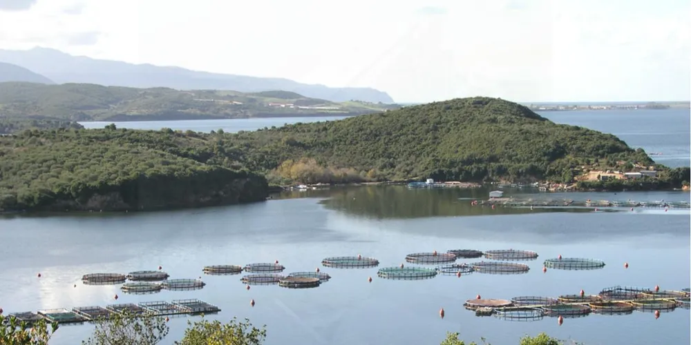Spanish bass, bream prices at decade-high start