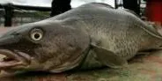 Eco-labeled cod starts at €200 on ebay