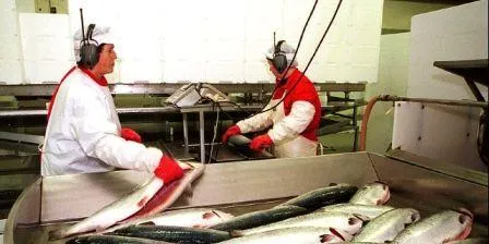 Salmon can become too expensive