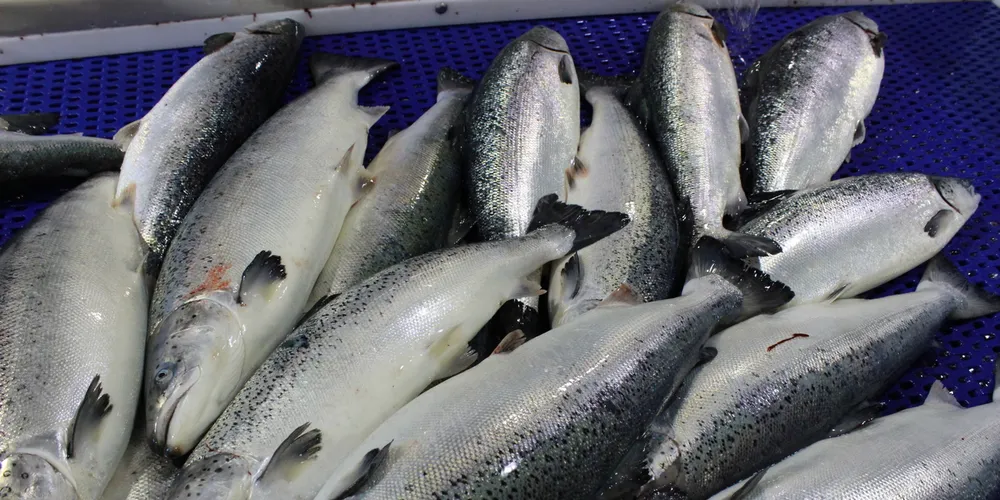 Norwegian salmon prices fluctuate in hesitant market