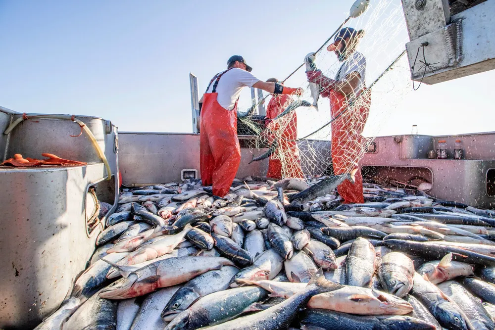 The fish just keep coming into Bristol Bay.