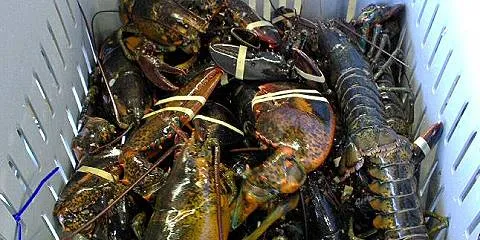 Orion readies for holiday lobster rush