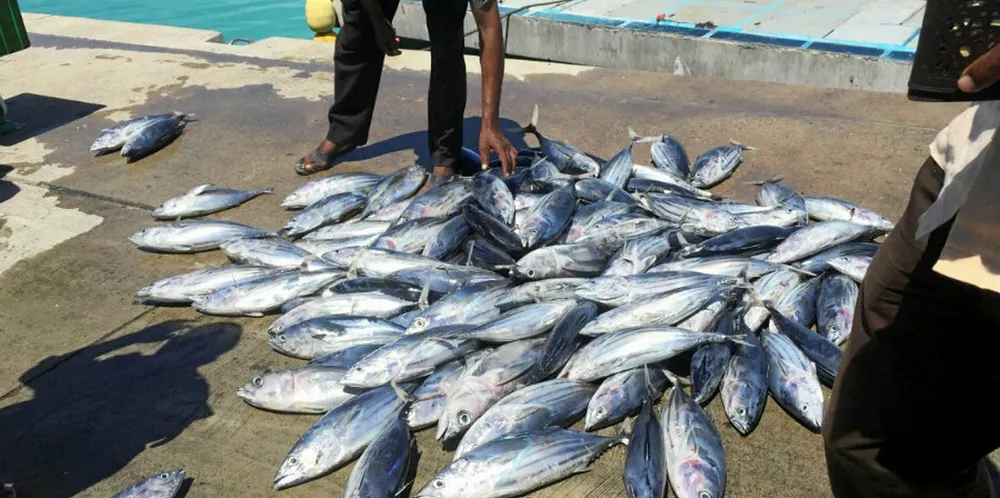 Tuna in Indonesia.