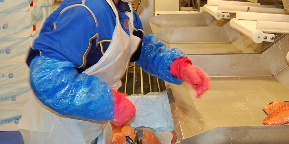 RAMMES: Økte fergepriser vil ramme produksjonen av laks og pelagisk fisk hos Austevoll Seafood hardt. Her fra Austevoll Laksepakkeri AS som hadde en omsetning på 177 millioner kroner i 2018.
