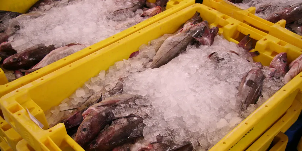 Surprise haddock TAC increase elicits mixed response