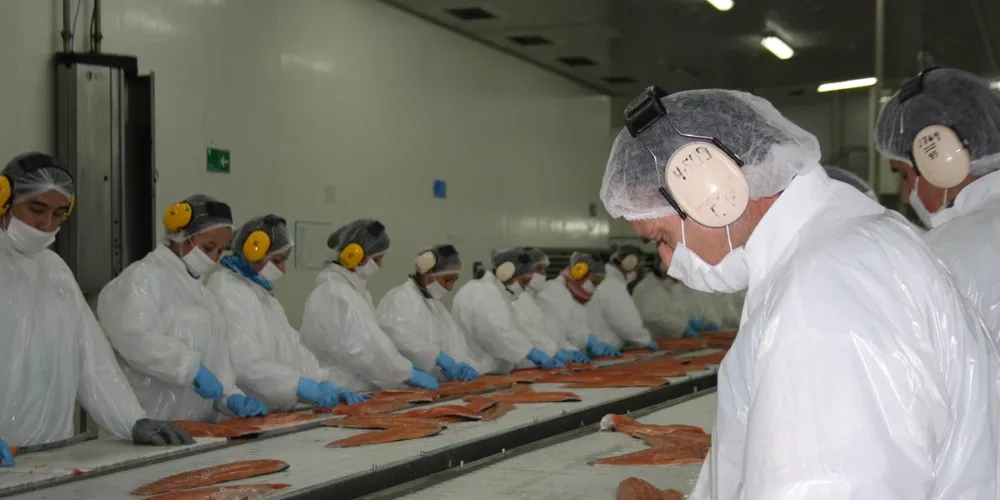 Norwegian salmon prices fall sharply