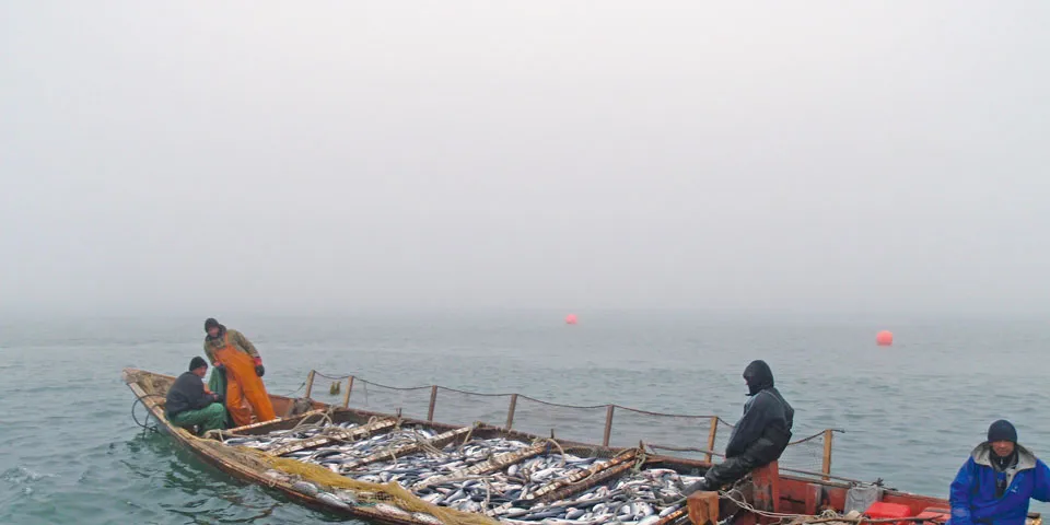 Russian sockeye salmon fishery enters MSC assessment