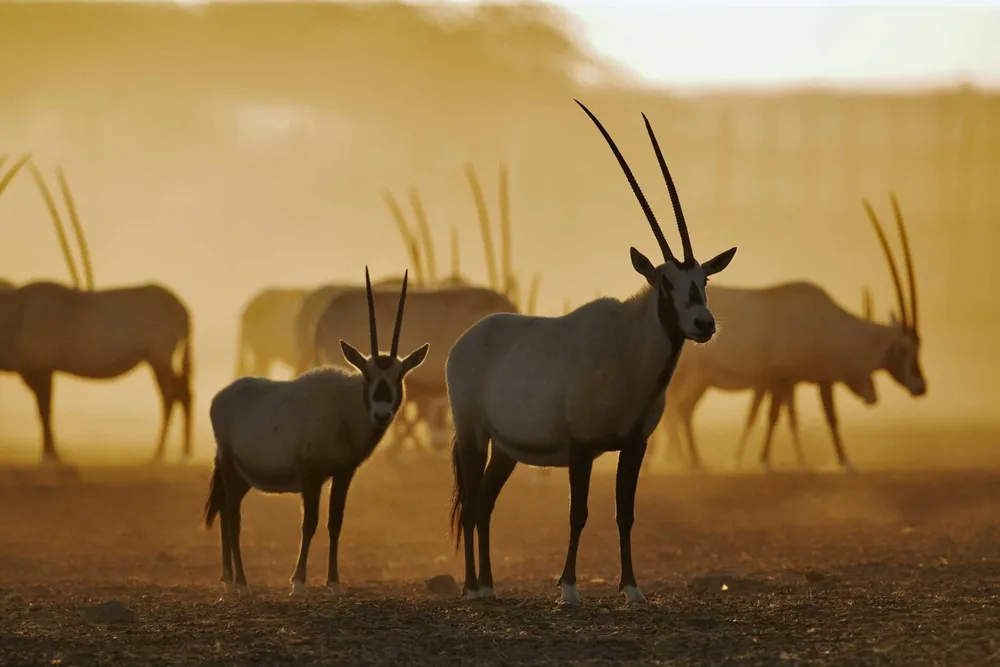 Oryx nets African offshore block