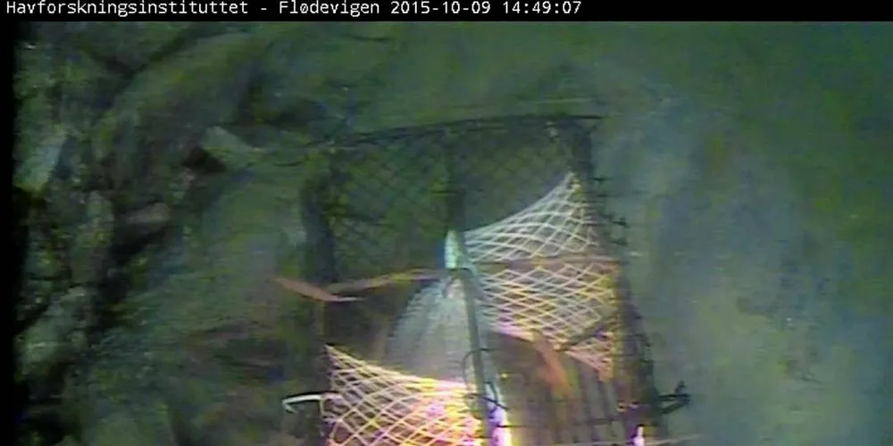 SENDINGSTART: Livesendingene fra hummerteine har fått mange seere. SKJERMDUMP: HAVFORSKNINGSINSTITUTTET