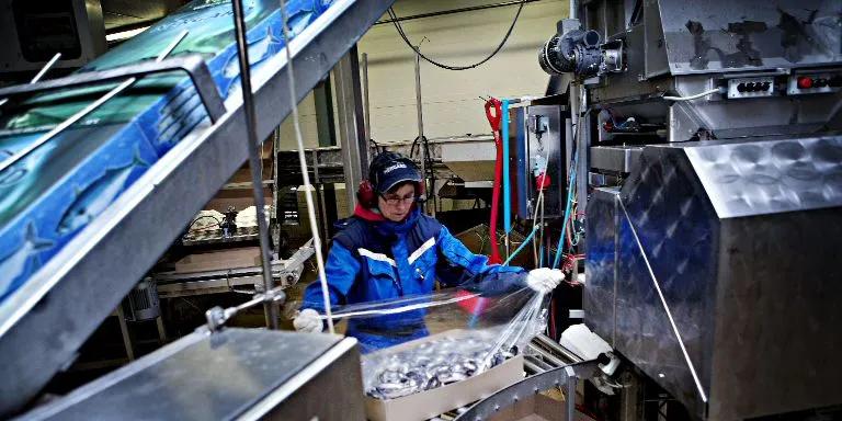 Nergard, Samherji form new 'strong unit' in whitefish